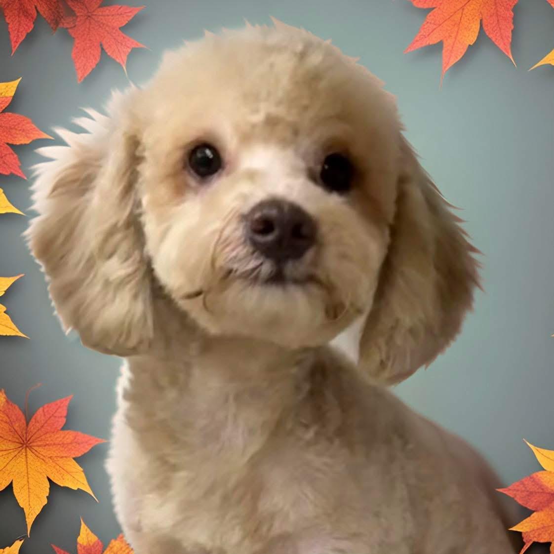 Latte, Adopted, Puppy Male Poodle.