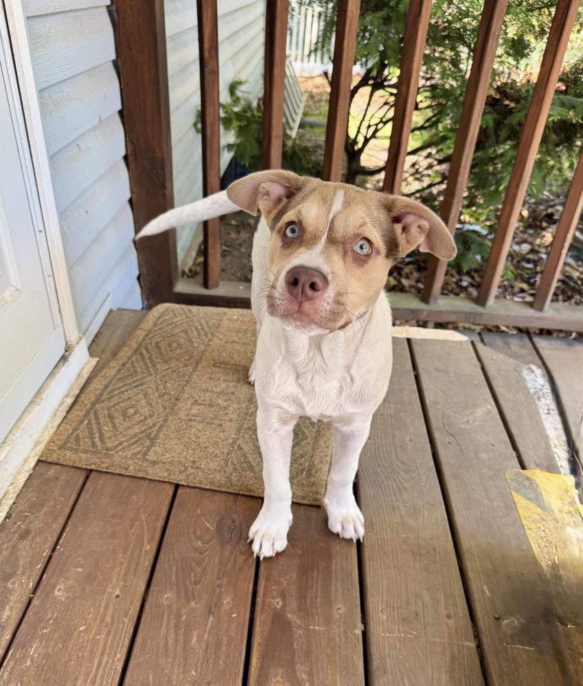 Willa, a Adoptable mixed breed in Greenlawn, NY image 1/6