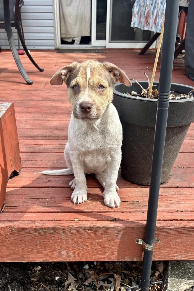 Willa, Adoptable, Puppy Female Labrador Retriever & Terrier.