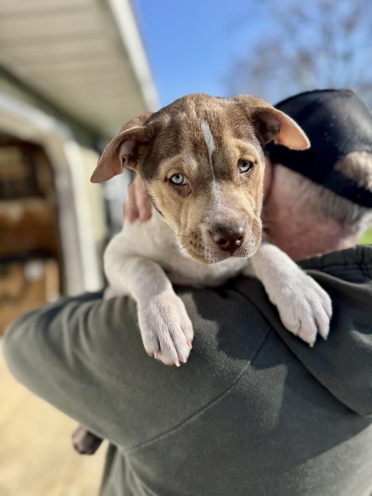 Enlarge Willa, a Adoptable mixed breed in Greenlawn, NY image 2/6