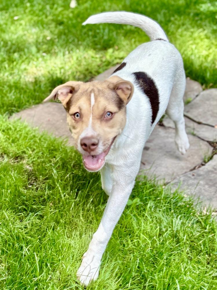 Willa, Adoptable, Puppy Female Australian Shepherd & Pit Bull Terrier.