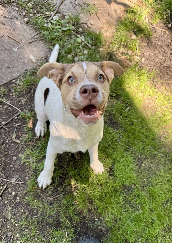 Enlarge Willa, a Adoptable mixed breed in Greenlawn, NY image 2/6