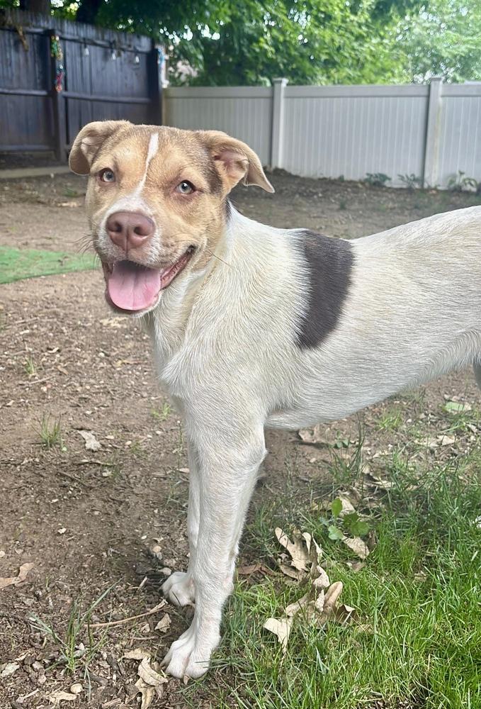Enlarge Willa, a Adoptable mixed breed in Greenlawn, NY image 3/6
