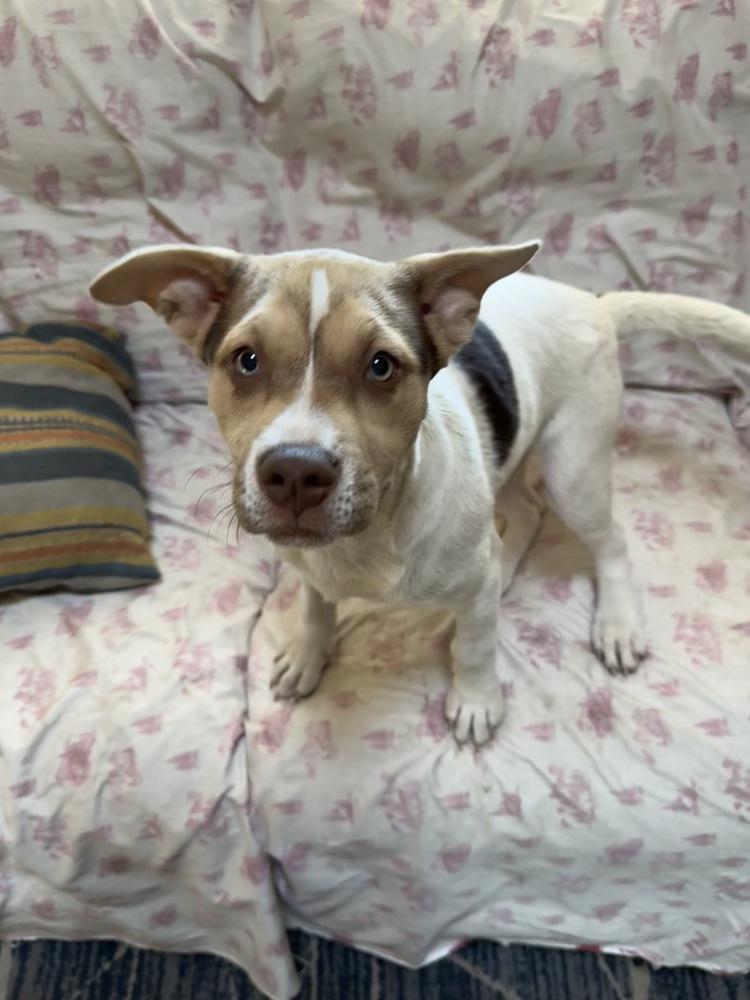 Willa, a Adoptable mixed breed in Greenlawn, NY image 2/6