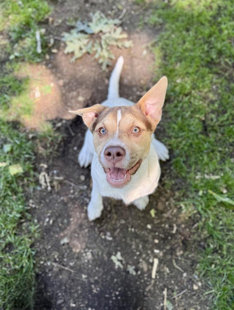 Enlarge Willa, a Adoptable mixed breed in Greenlawn, NY image 4/6