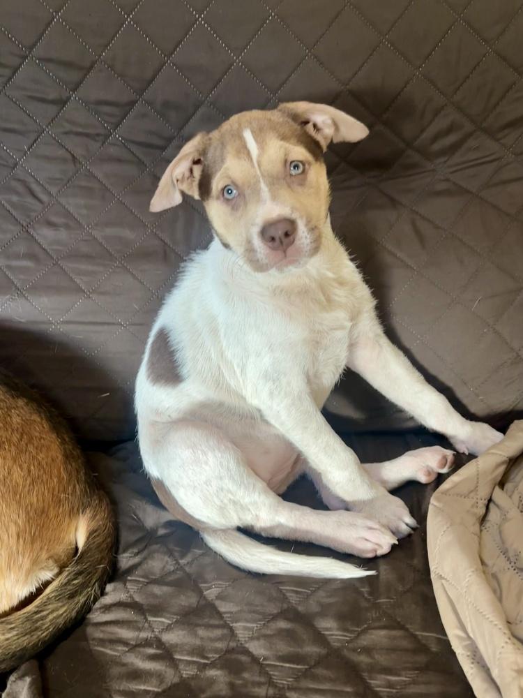 Enlarge Willa, a Adoptable mixed breed in Greenlawn, NY image 3/6