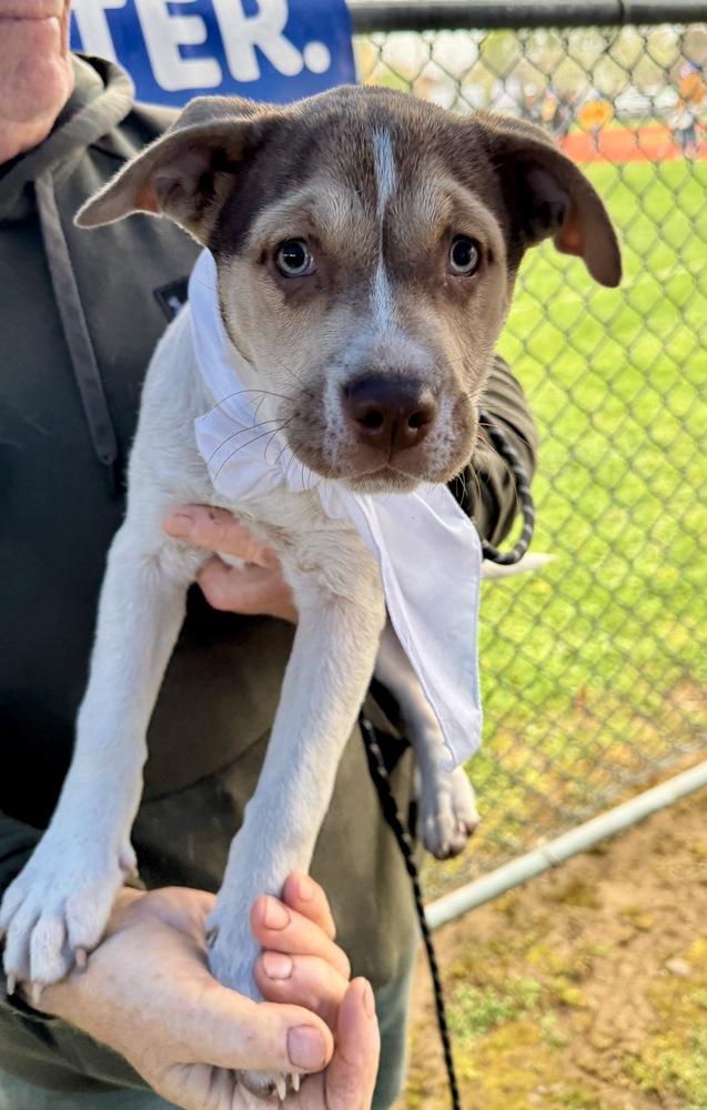 Enlarge Willa, a Adoptable mixed breed in Greenlawn, NY image 4/6