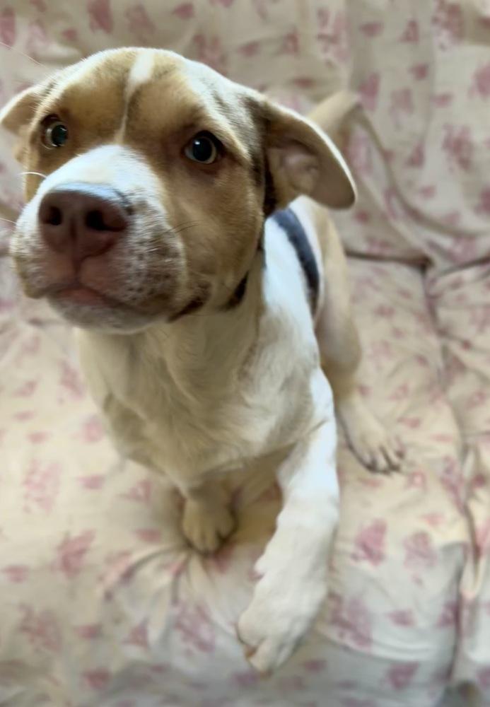 Willa, a Adoptable mixed breed in Greenlawn, NY image 3/6