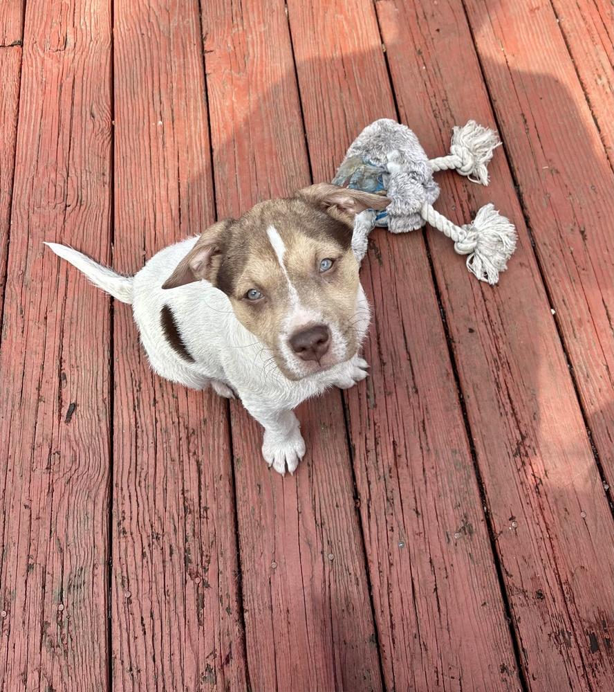 Enlarge Willa, a Adoptable mixed breed in Greenlawn, NY image 5/6