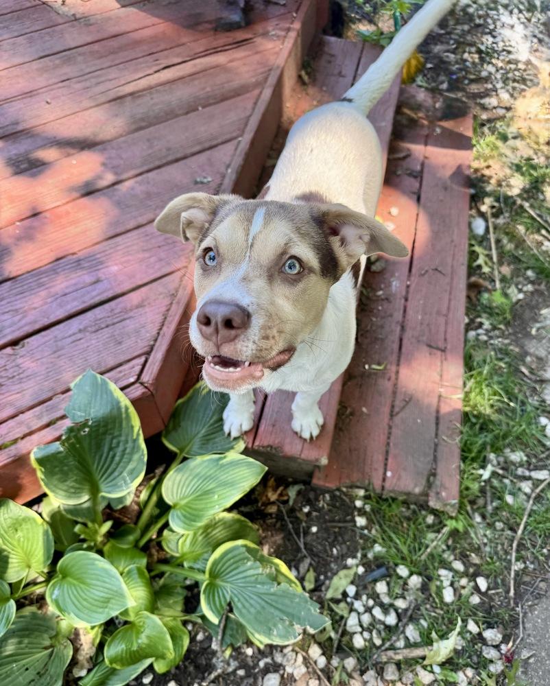 Enlarge Willa, a Adoptable mixed breed in Greenlawn, NY image 5/6