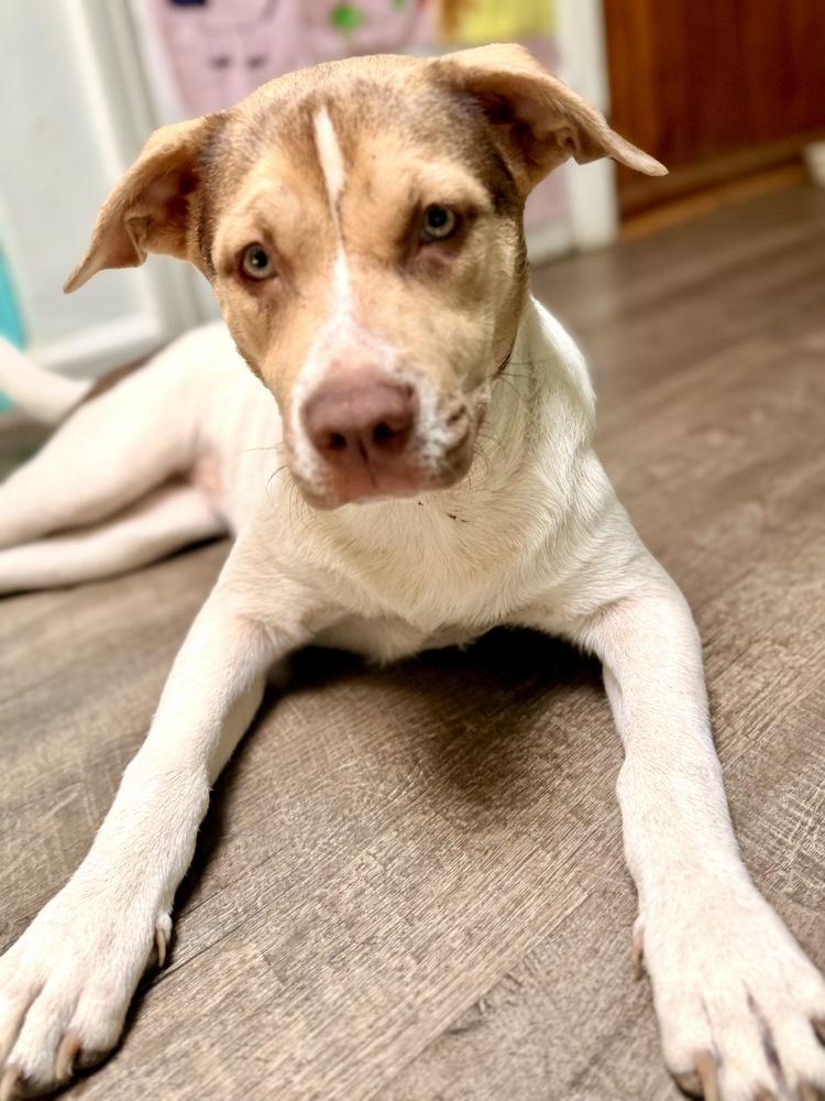 Enlarge Willa, a Adoptable mixed breed in Greenlawn, NY image 6/6
