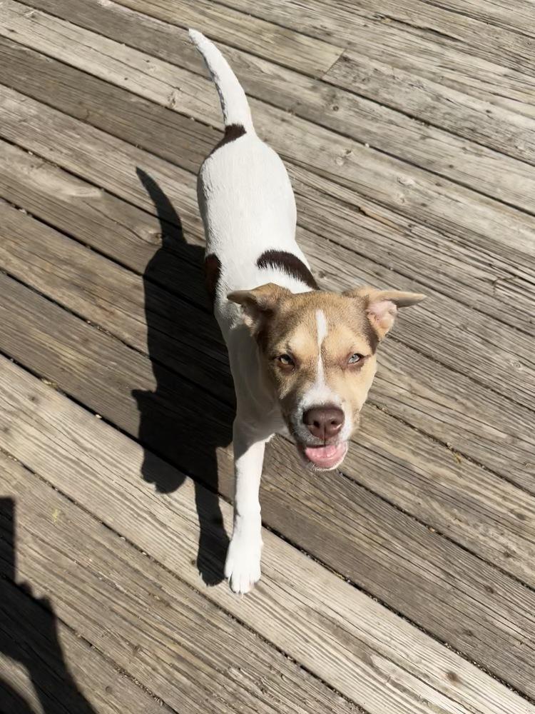 Willa, a Adoptable mixed breed in Greenlawn, NY image 5/6