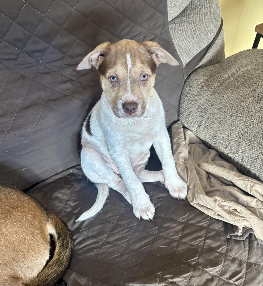 Enlarge Willa, a Adoptable mixed breed in Greenlawn, NY image 6/6