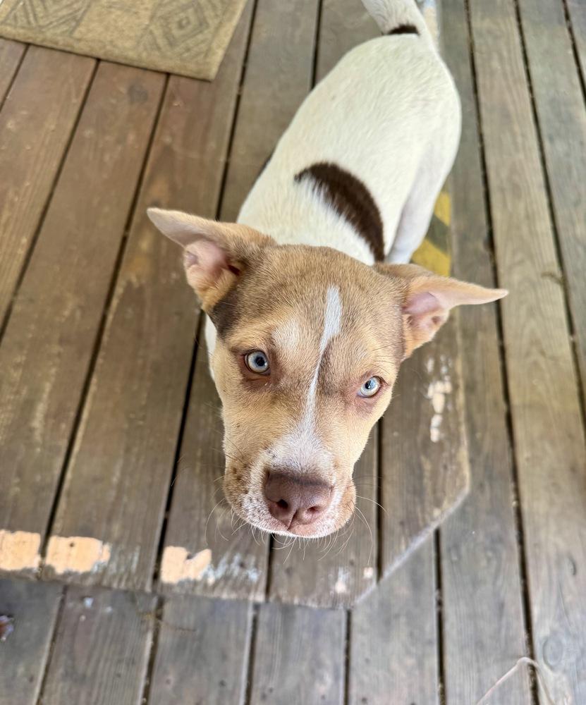 Willa, a Adoptable mixed breed in Greenlawn, NY image 6/6