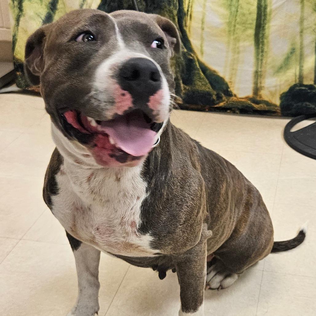 Eevie, Adoptable, Adult Female Mixed Breed.