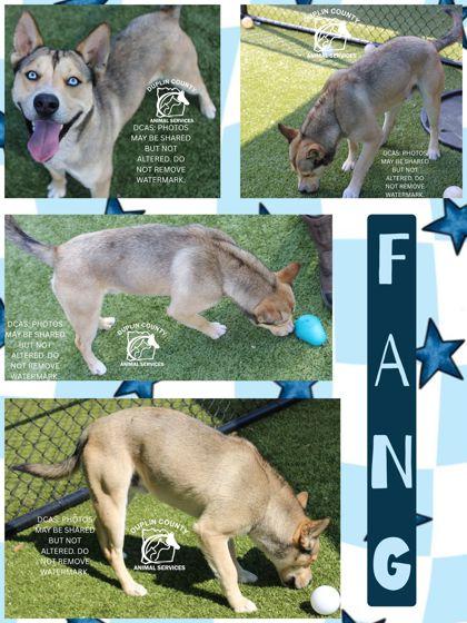 FANG, Adoptable, Adult Male Shepherd & Siberian Husky.