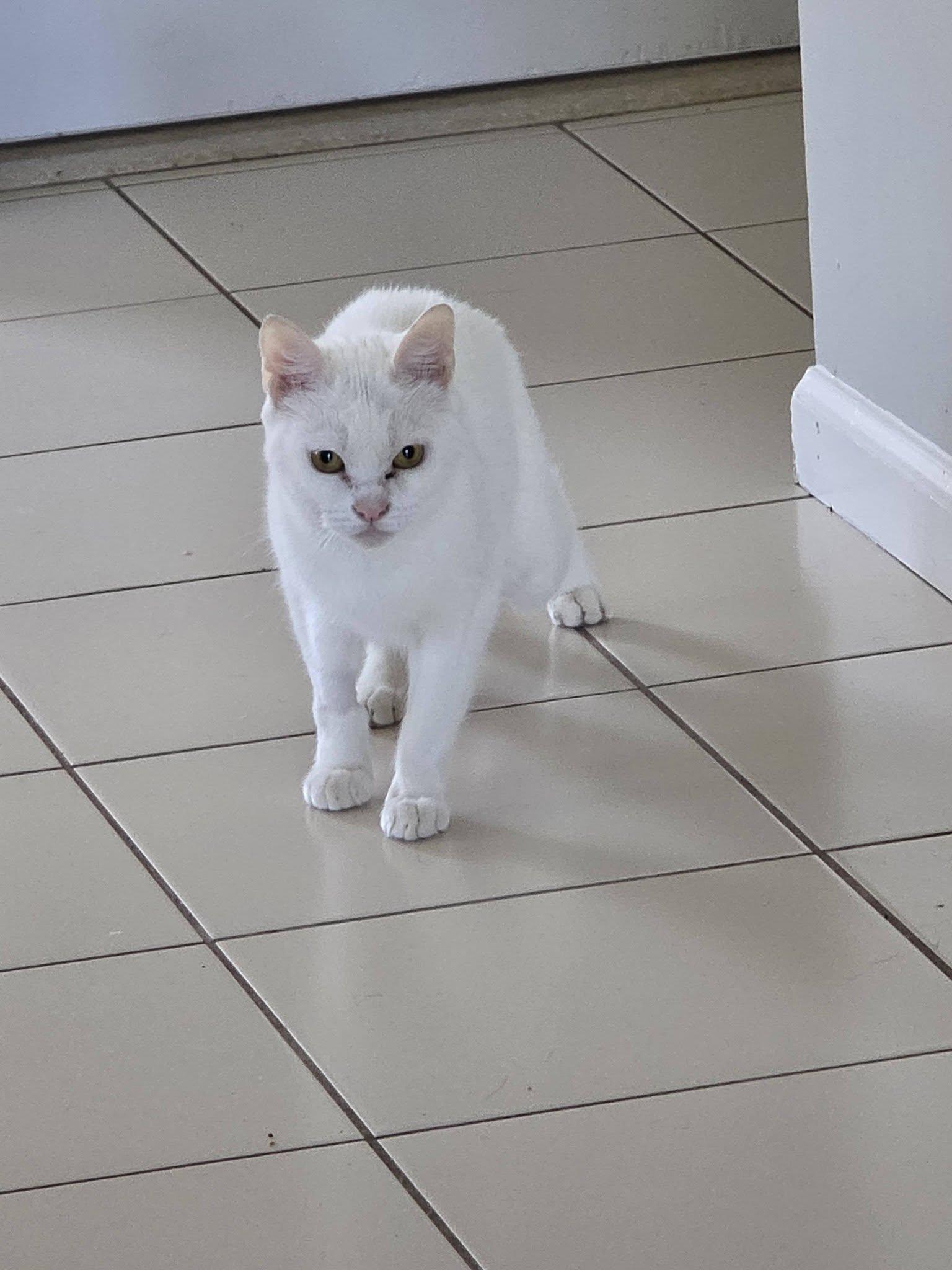 Enlarge Moo, a Adoptable Domestic Short Hair in Enfield, CT image 2/6
