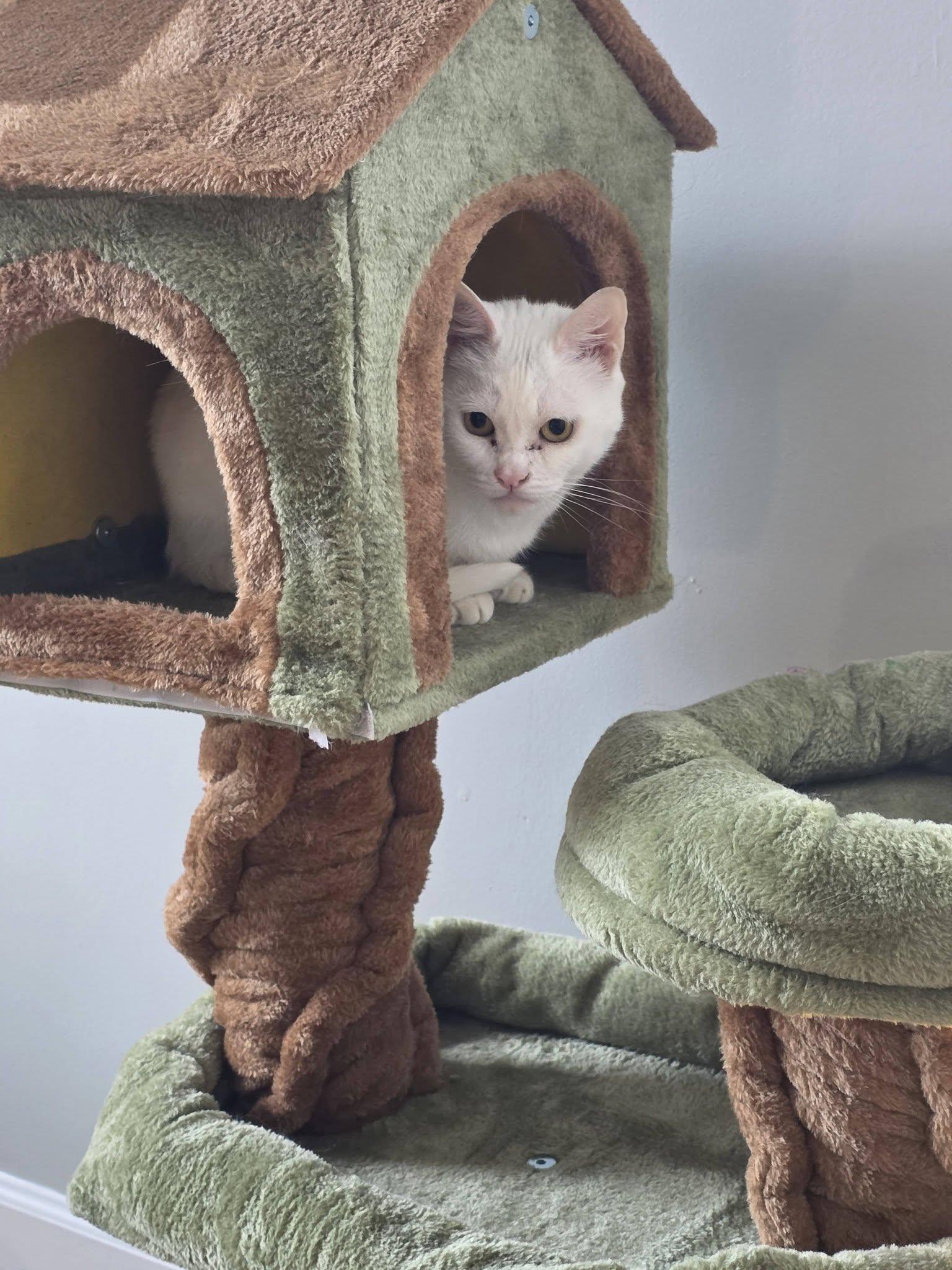 Enlarge Moo, a Adoptable Domestic Short Hair in Enfield, CT image 3/6