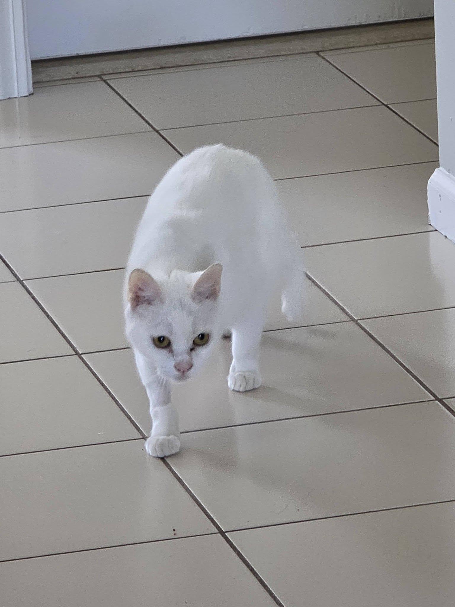 Enlarge Moo, a Adoptable Domestic Short Hair in Enfield, CT image 4/6