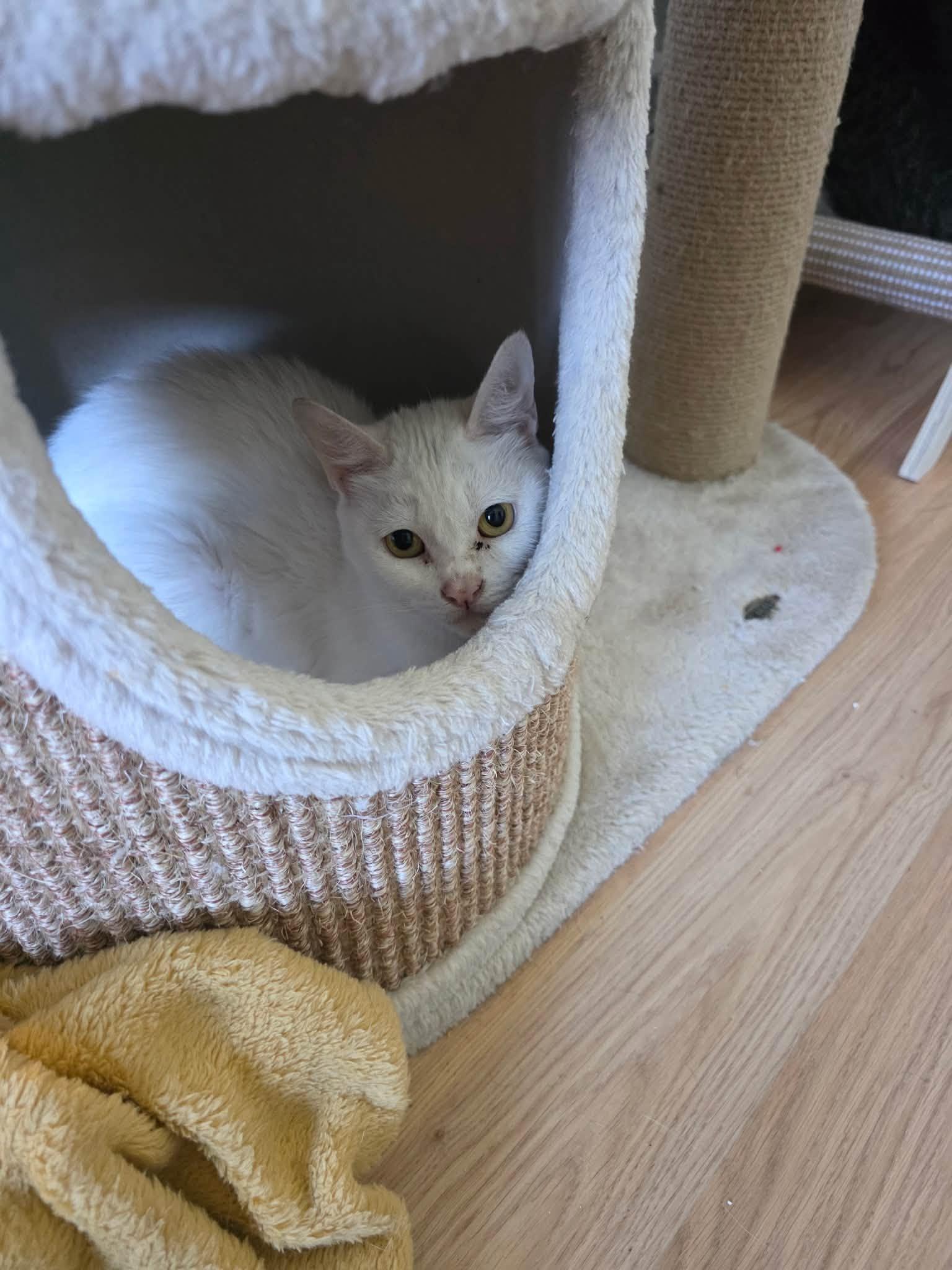 Enlarge Moo, a Adoptable Domestic Short Hair in Enfield, CT image 5/6