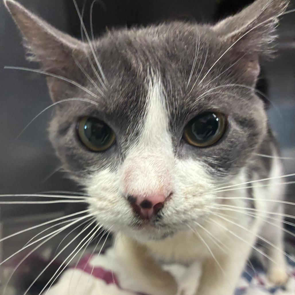 Jack Frost, Adoptable, Adult Male Domestic Short Hair.