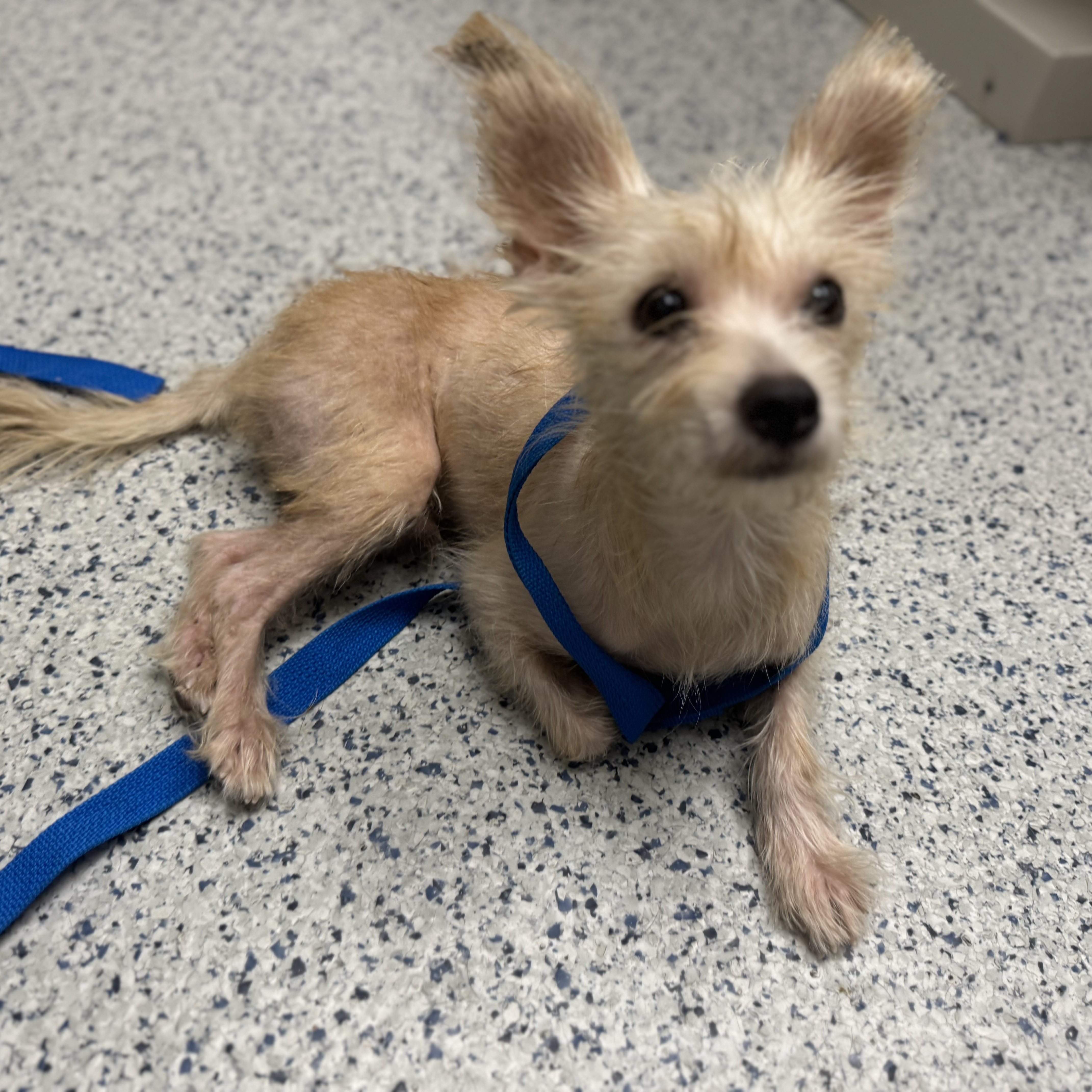 Buddy, a Adoptable Wirehaired Terrier in Sugar Land, TX image 2/5