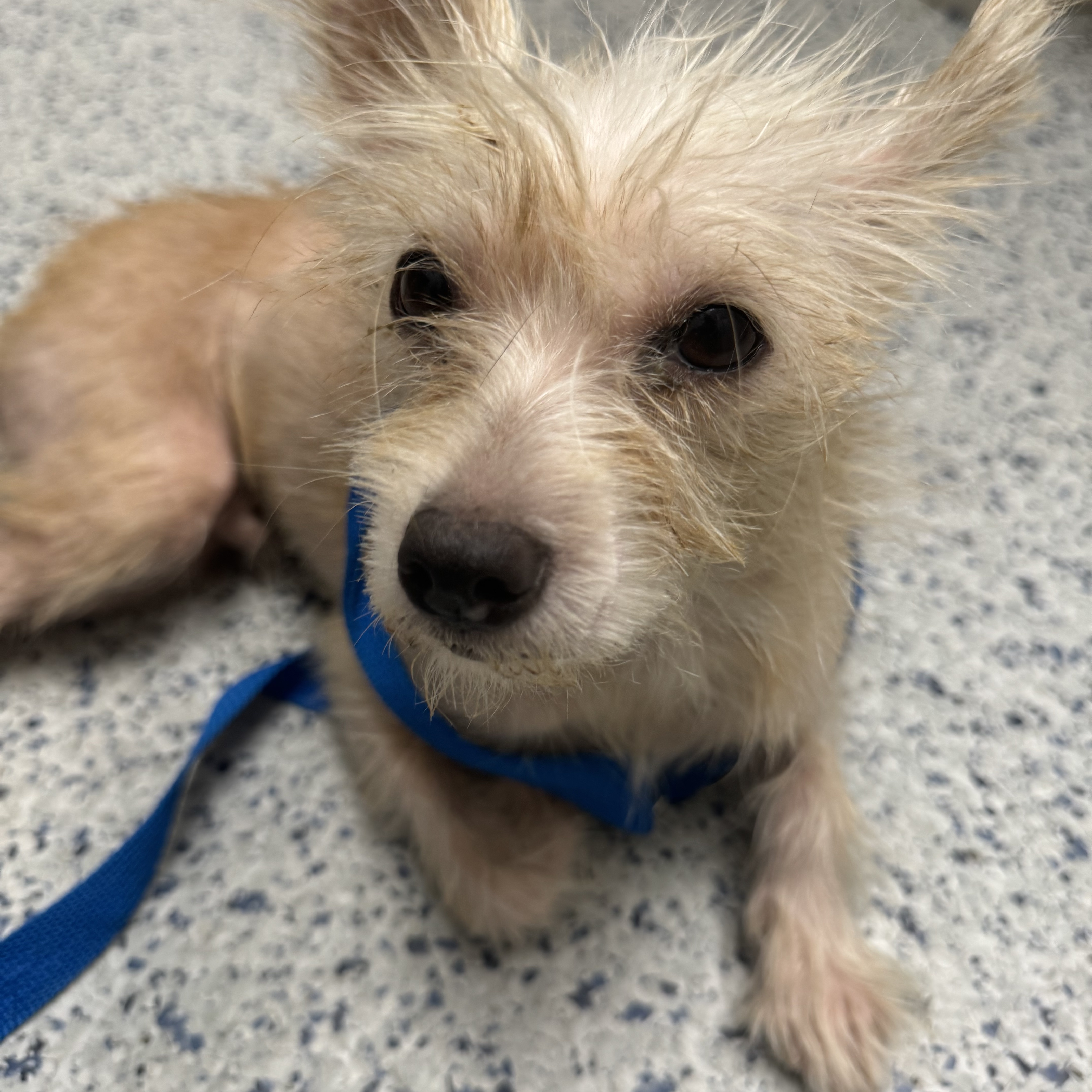 Buddy, a Adoptable Wirehaired Terrier in Sugar Land, TX image 1/5