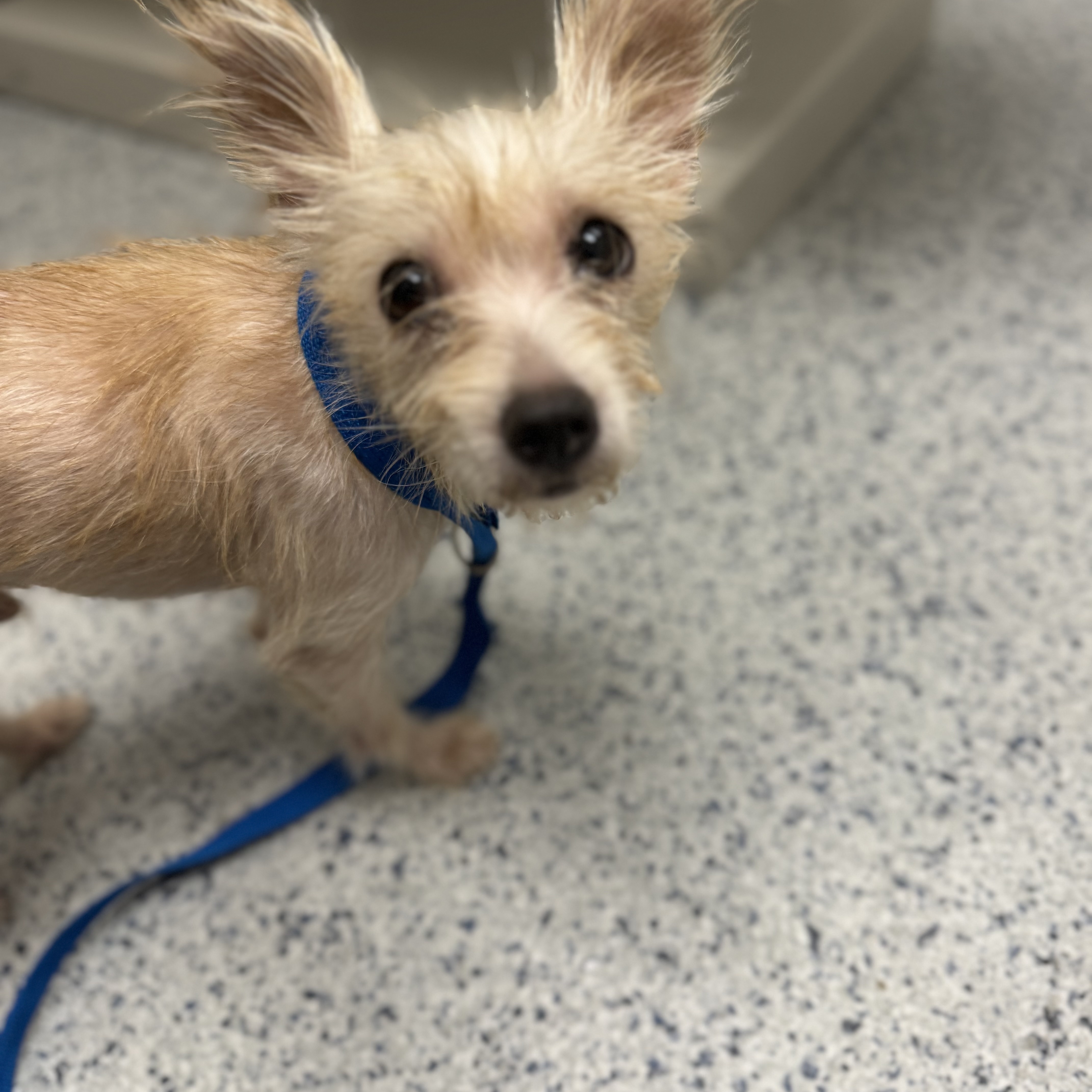 Buddy, a Adoptable Wirehaired Terrier in Sugar Land, TX image 5/5