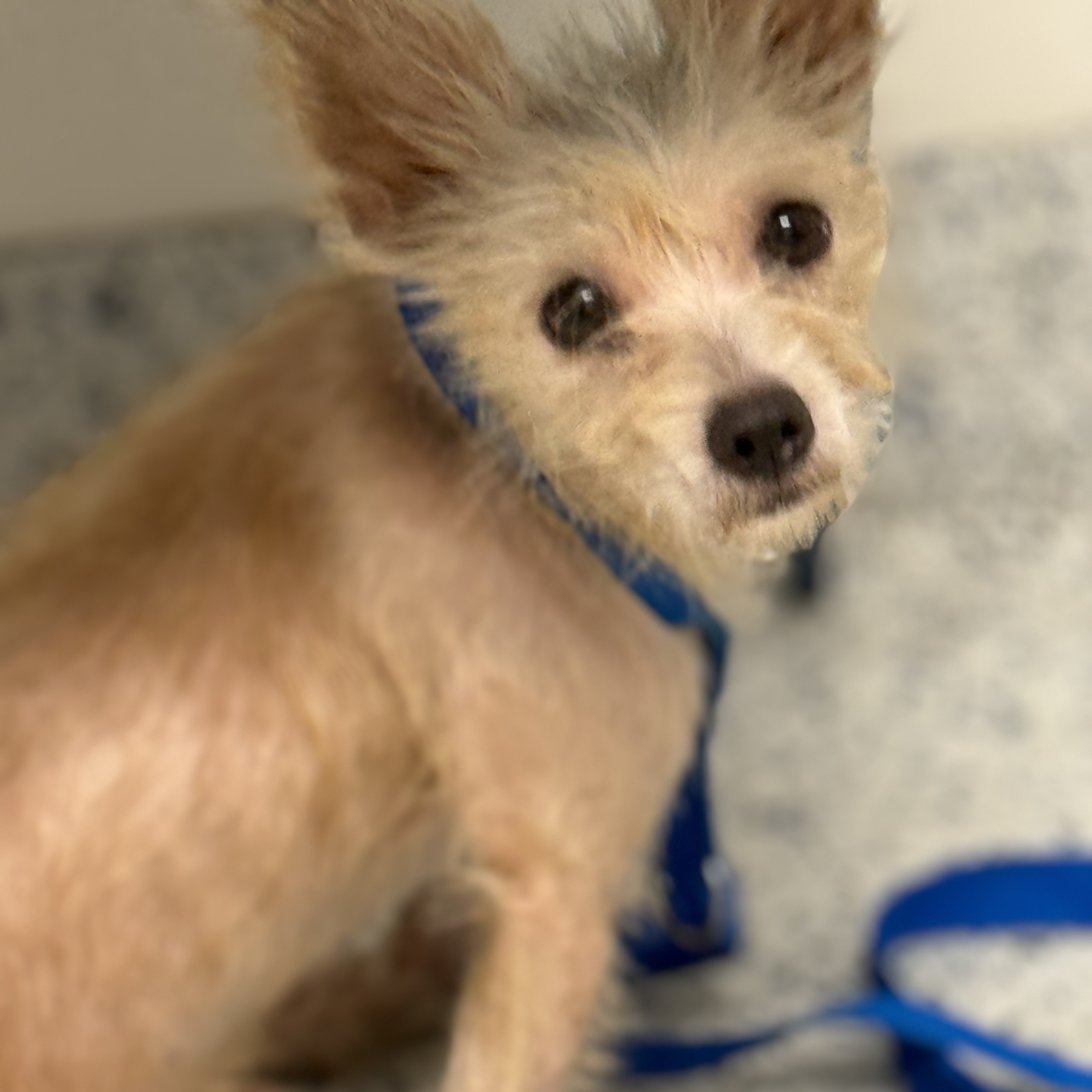 Buddy, a Adoptable Wirehaired Terrier in Sugar Land, TX image 3/5
