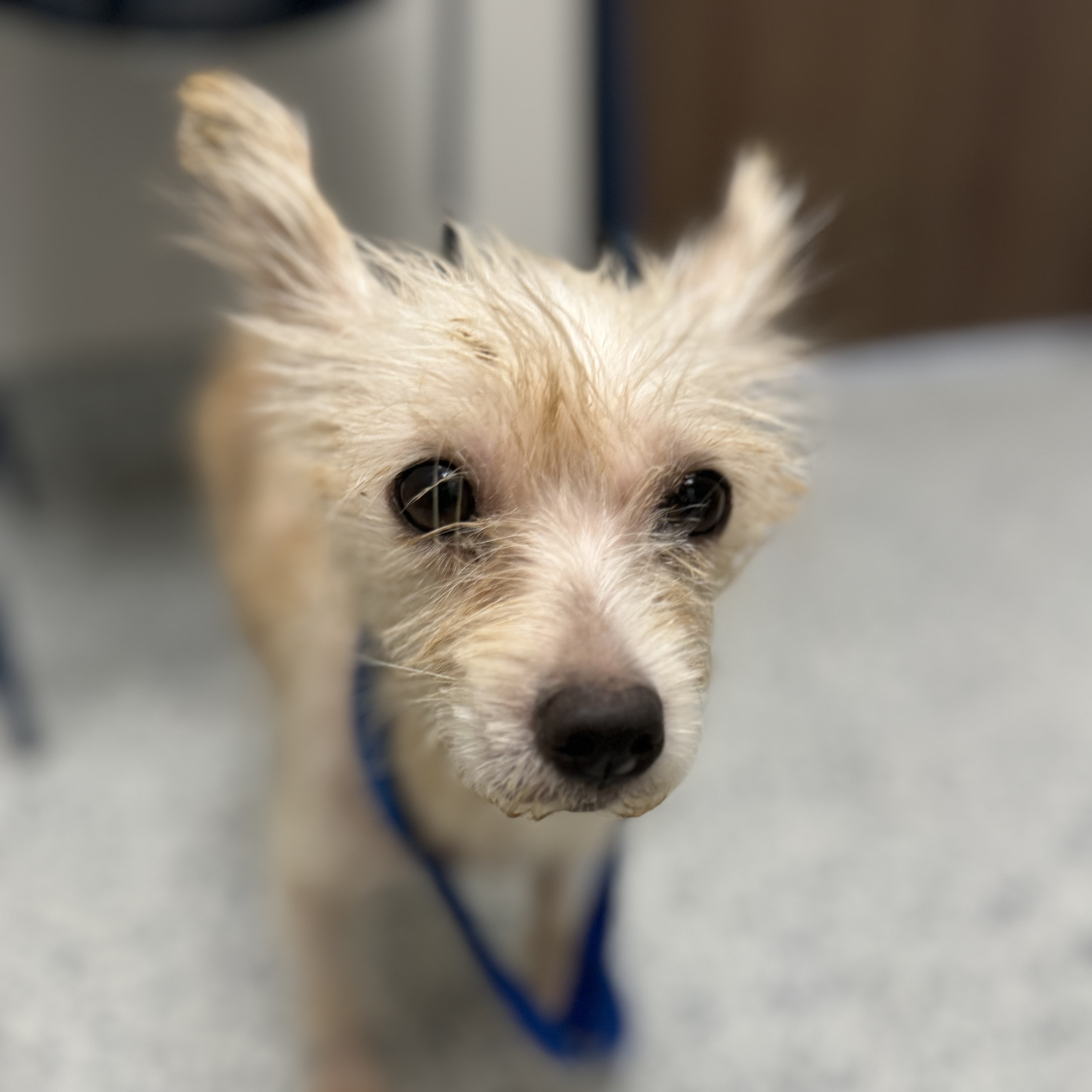 Buddy, a Adoptable Wirehaired Terrier in Sugar Land, TX image 4/5