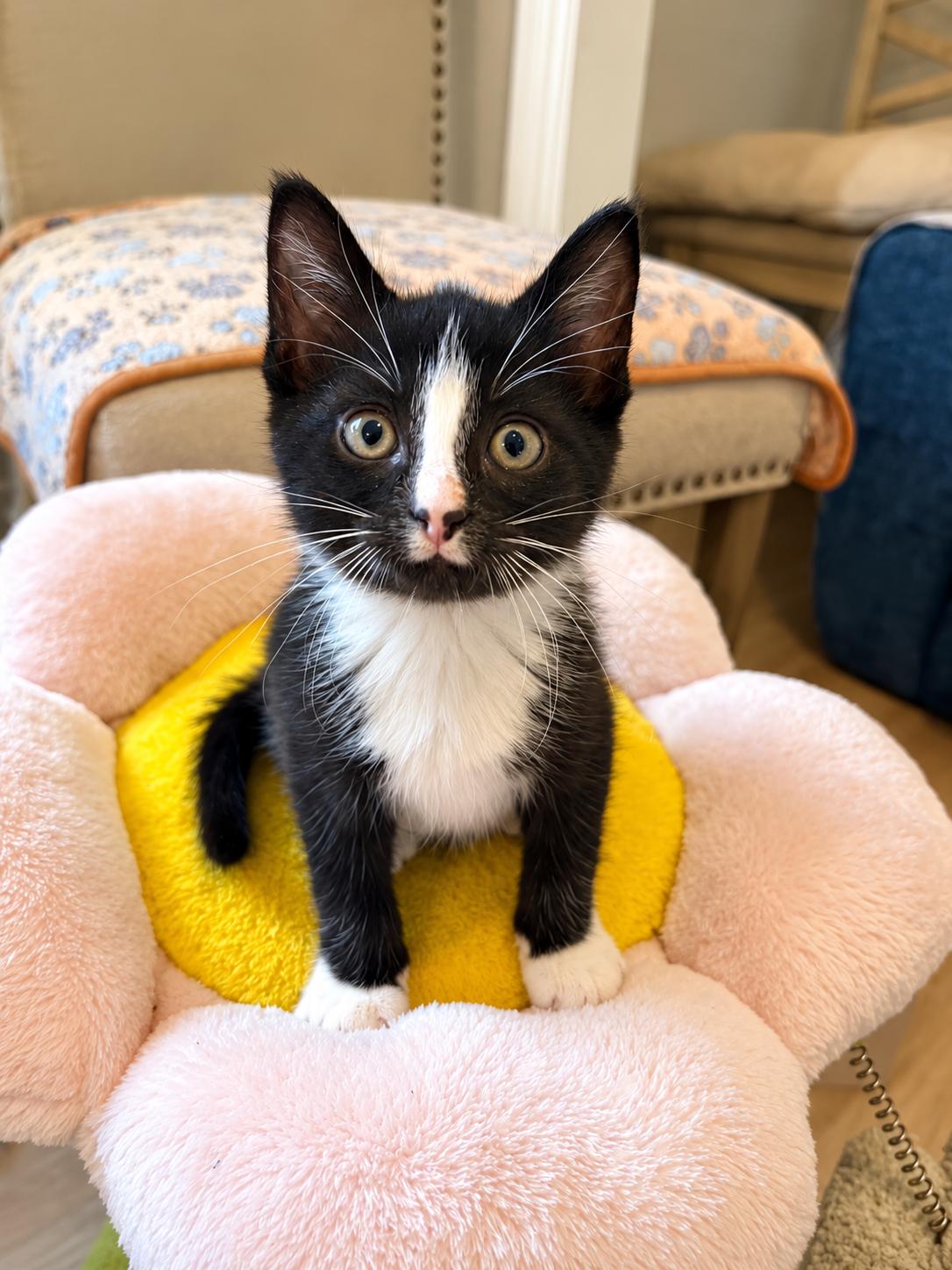 Twix, Adoptable, Kitten Female Domestic Short Hair.