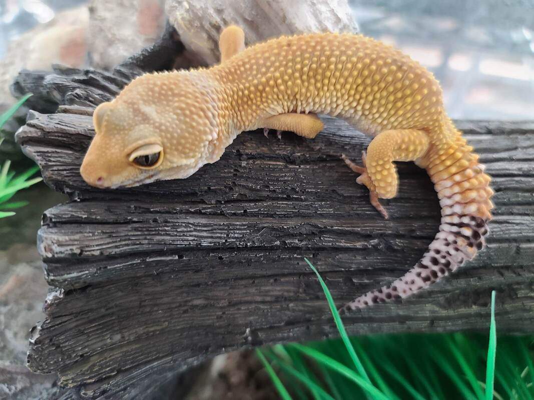 Marmalade, Young Male unknown