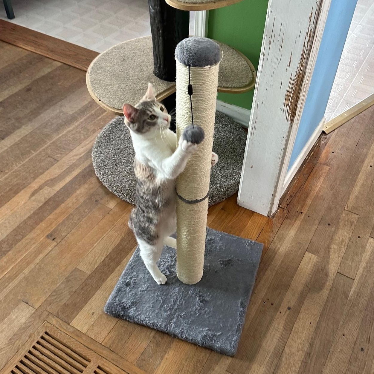 Enlarge Stella, an adoption pending mixed breed in Rochester Hills, MI image 2/6