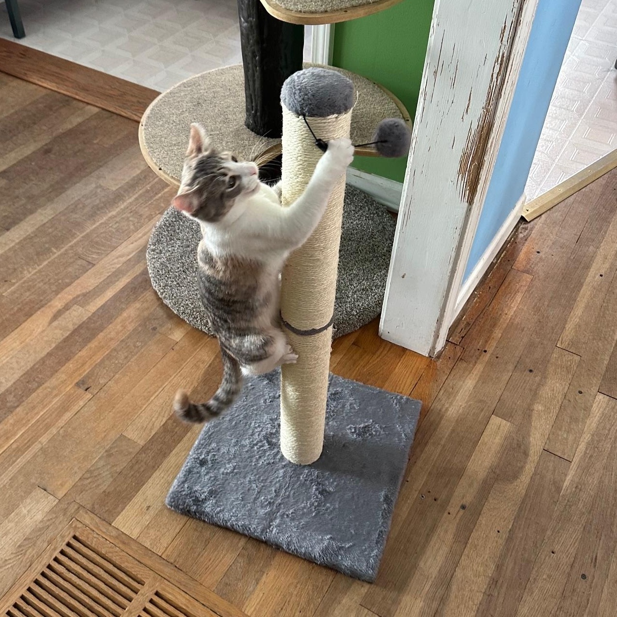 Enlarge Stella, an adoption pending mixed breed in Rochester Hills, MI image 3/6