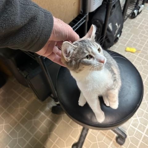 Enlarge Stella, an adoption pending mixed breed in Rochester Hills, MI image 6/6