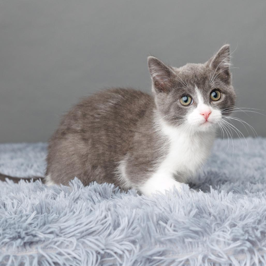 Enlarge Mee-ko, a Adoptable Domestic Short Hair in St. Paul, MN image 1/6
