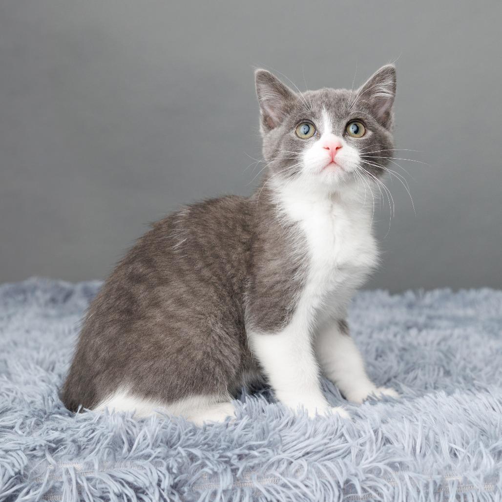 Enlarge Mee-ko, a Adoptable Domestic Short Hair in St. Paul, MN image 2/6