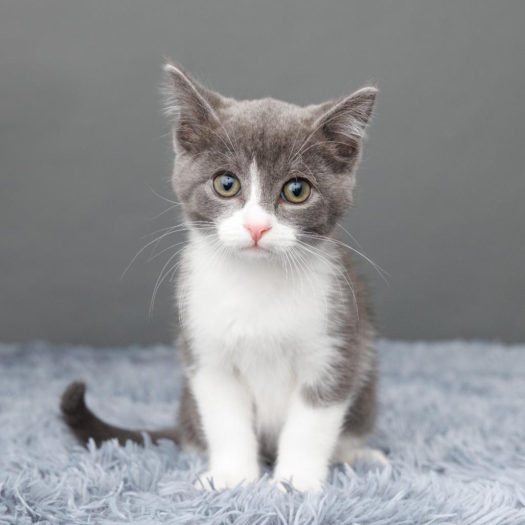 Enlarge Mee-ko, a Adoptable Domestic Short Hair in St. Paul, MN image 3/6