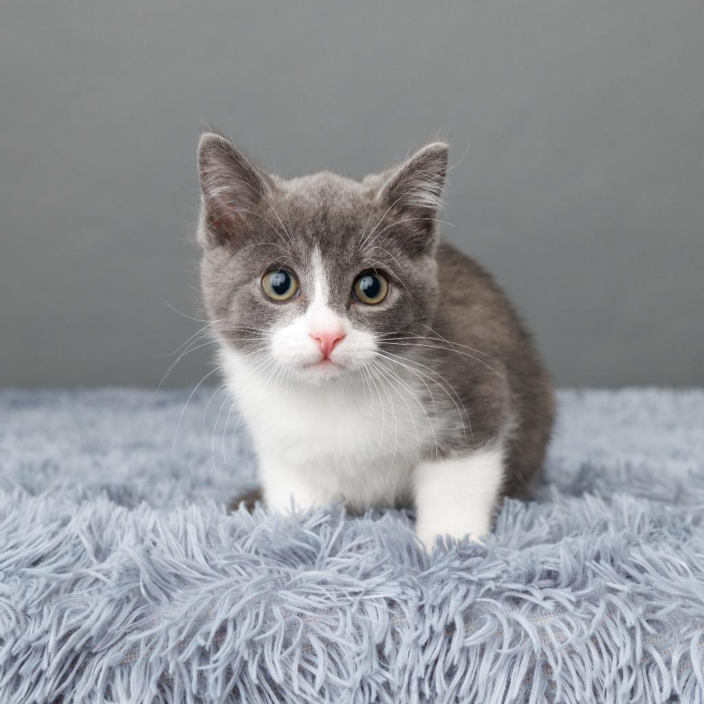 Enlarge Mee-ko, a Adoptable Domestic Short Hair in St. Paul, MN image 4/6