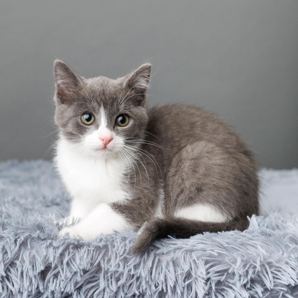 Enlarge Mee-ko, a Adoptable Domestic Short Hair in St. Paul, MN image 5/6