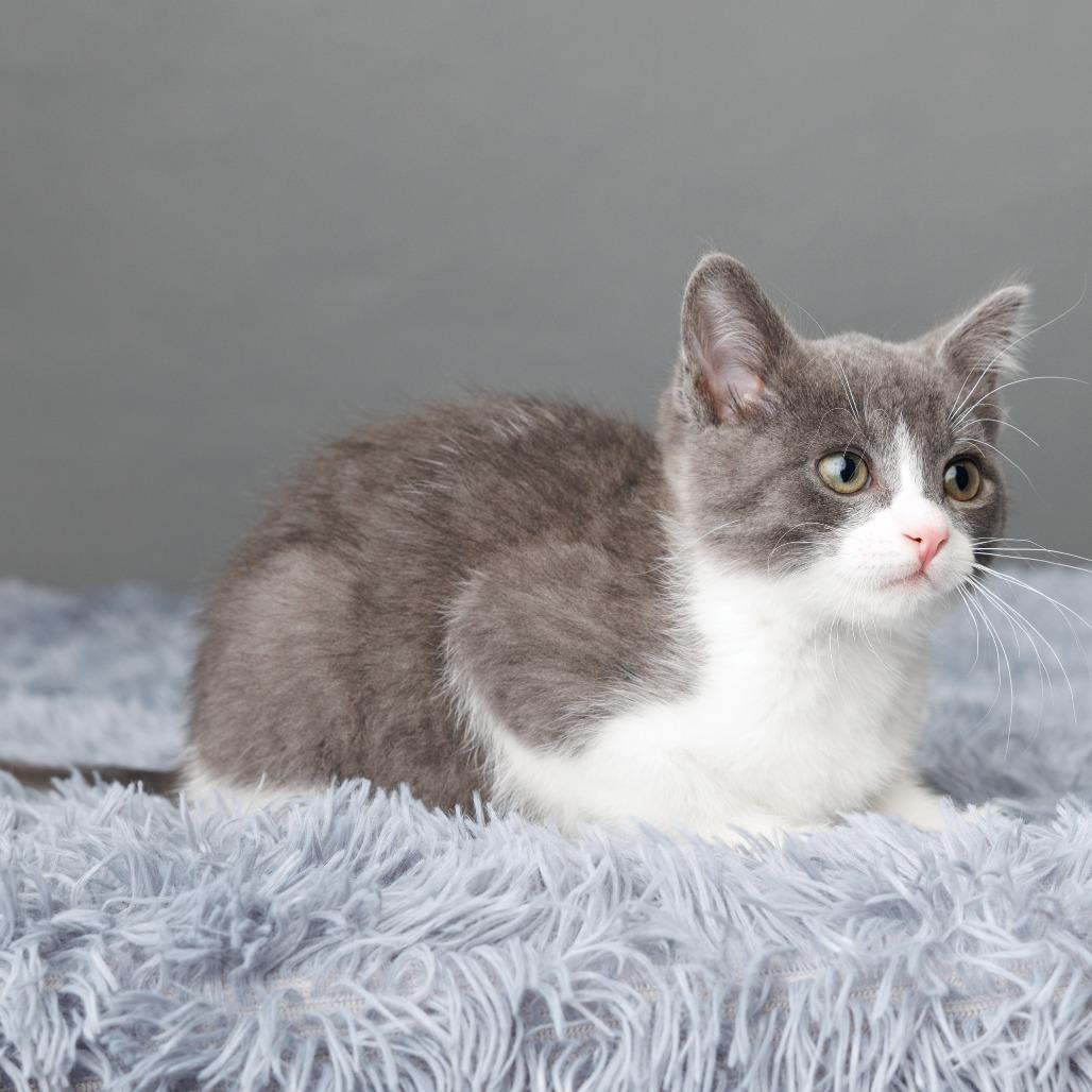 Enlarge Mee-ko, a Adoptable Domestic Short Hair in St. Paul, MN image 6/6