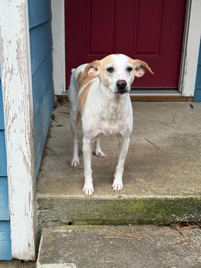 Piglet, Adoptable, Adult Male Beagle & Mixed Breed.