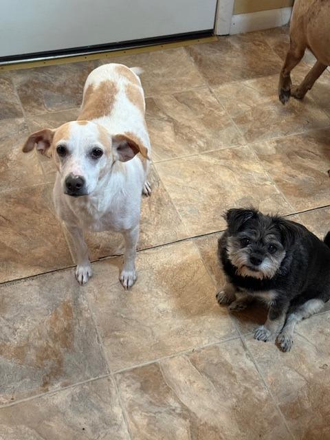 Enlarge Piglet, a Adoptable mixed breed in Fayetteville, AR image 2/6