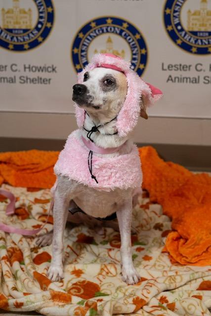 Enlarge Piglet, a Adoptable mixed breed in Fayetteville, AR image 3/6