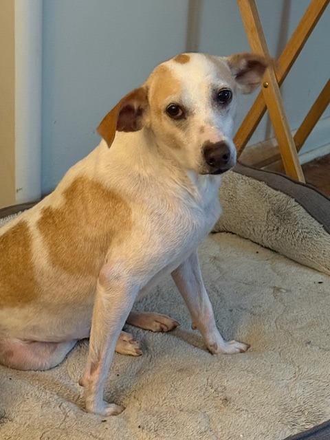 Enlarge Piglet, a Adoptable mixed breed in Fayetteville, AR image 4/6