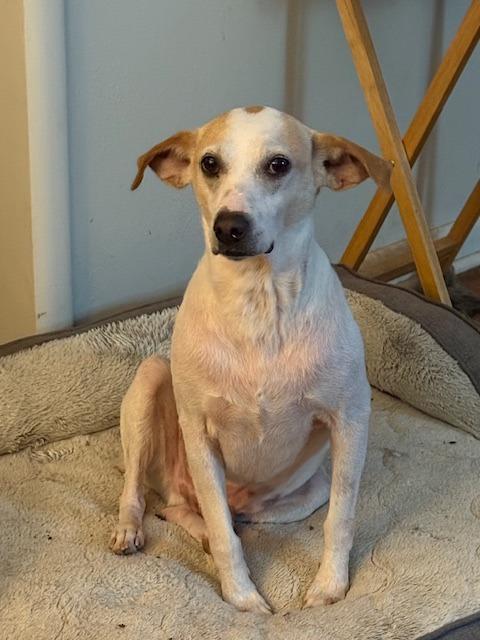 Enlarge Piglet, a Adoptable mixed breed in Fayetteville, AR image 5/6