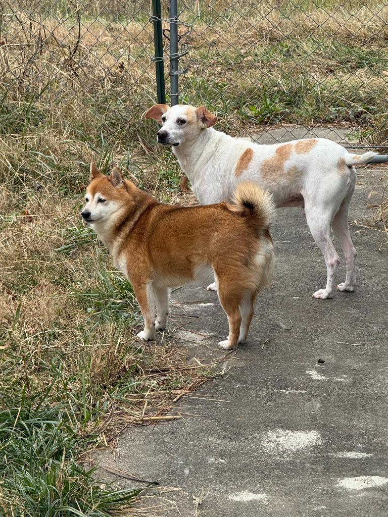 Enlarge Piglet, a Adoptable mixed breed in Fayetteville, AR image 6/6