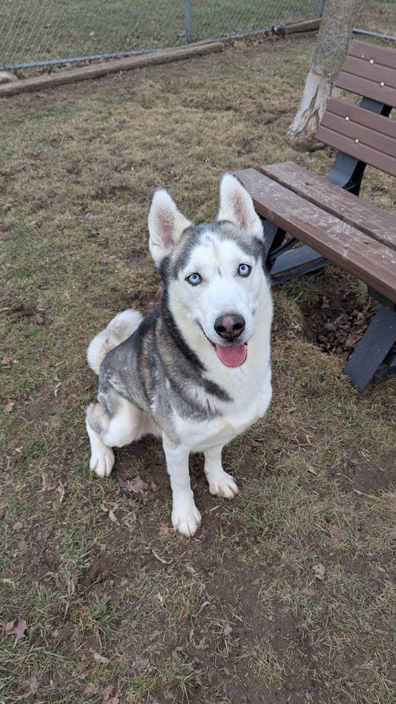 Enlarge Apollo, a Adoptable mixed breed in Franklin, IN image 4/6
