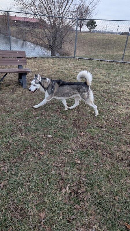 Enlarge Apollo, a Adoptable mixed breed in Franklin, IN image 6/6