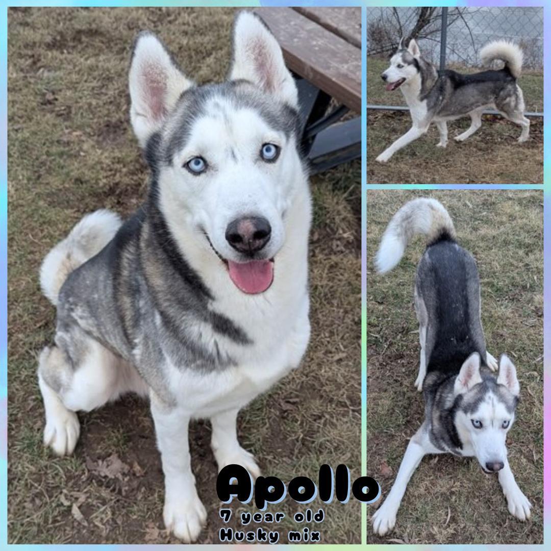 Apollo, Adoptable, Adult Male Siberian Husky.